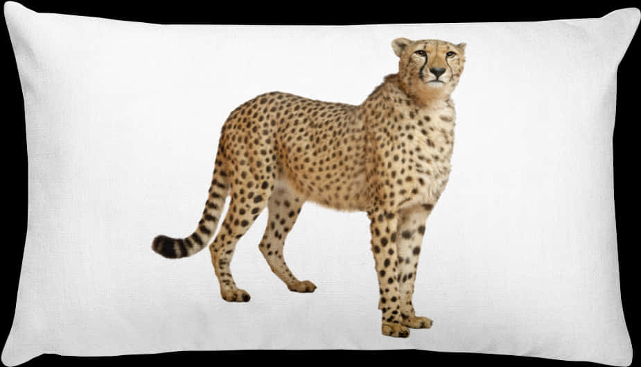 A Cheetah Standing On A White Background PNG