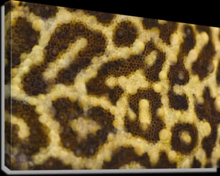 A Close Up Of A Lizard Skin PNG