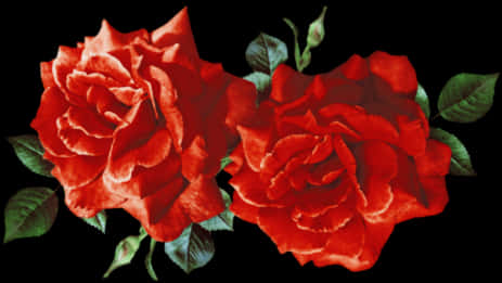 A Close-up Of A Pair Of Red Roses PNG
