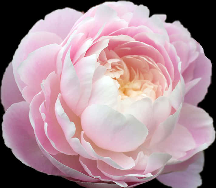 A Close Up Of A Pink Flower PNG