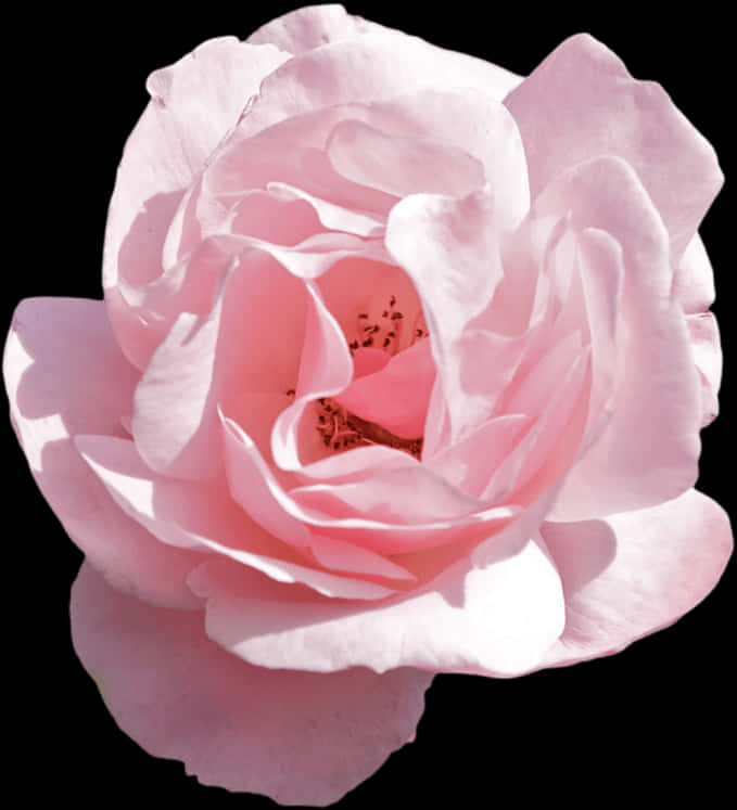 A Close Up Of A Pink Rose PNG