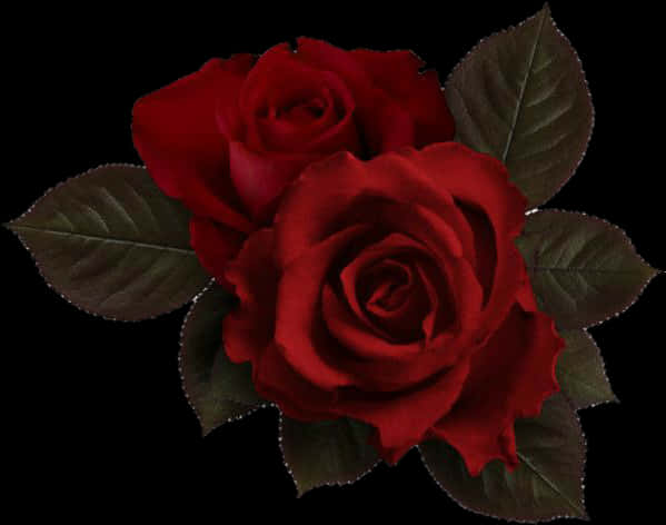 A Close Up Of A Red Rose PNG