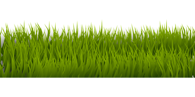 A Close Up Of Grass PNG