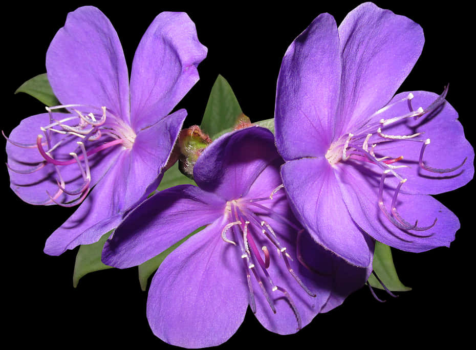 A Close Up Of Purple Flowers PNG