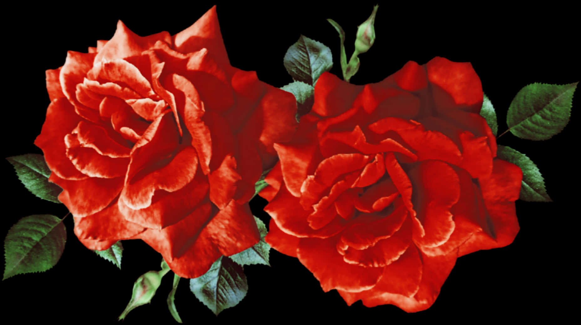 A Close-up Of Red Roses PNG