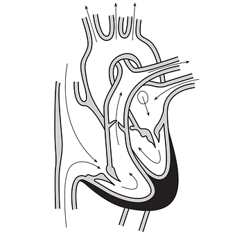 A Diagram Of A Heart PNG