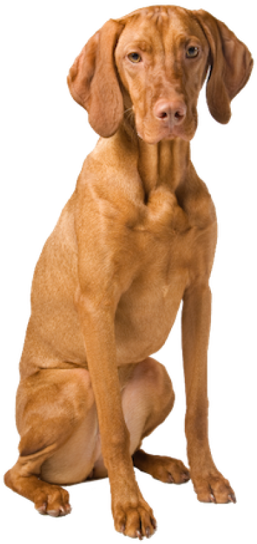 A Dog Sitting On A Black Background PNG