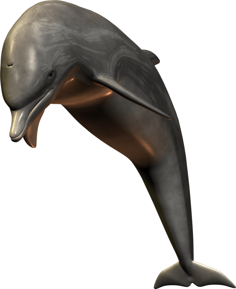 A Dolphin With A Black Background PNG