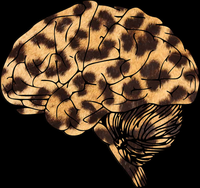 A Drawing Of A Human Brain PNG
