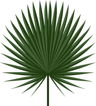 A Green Leaf With Black Background PNG