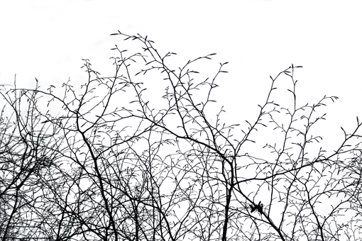 A Group Of Bare Branches PNG
