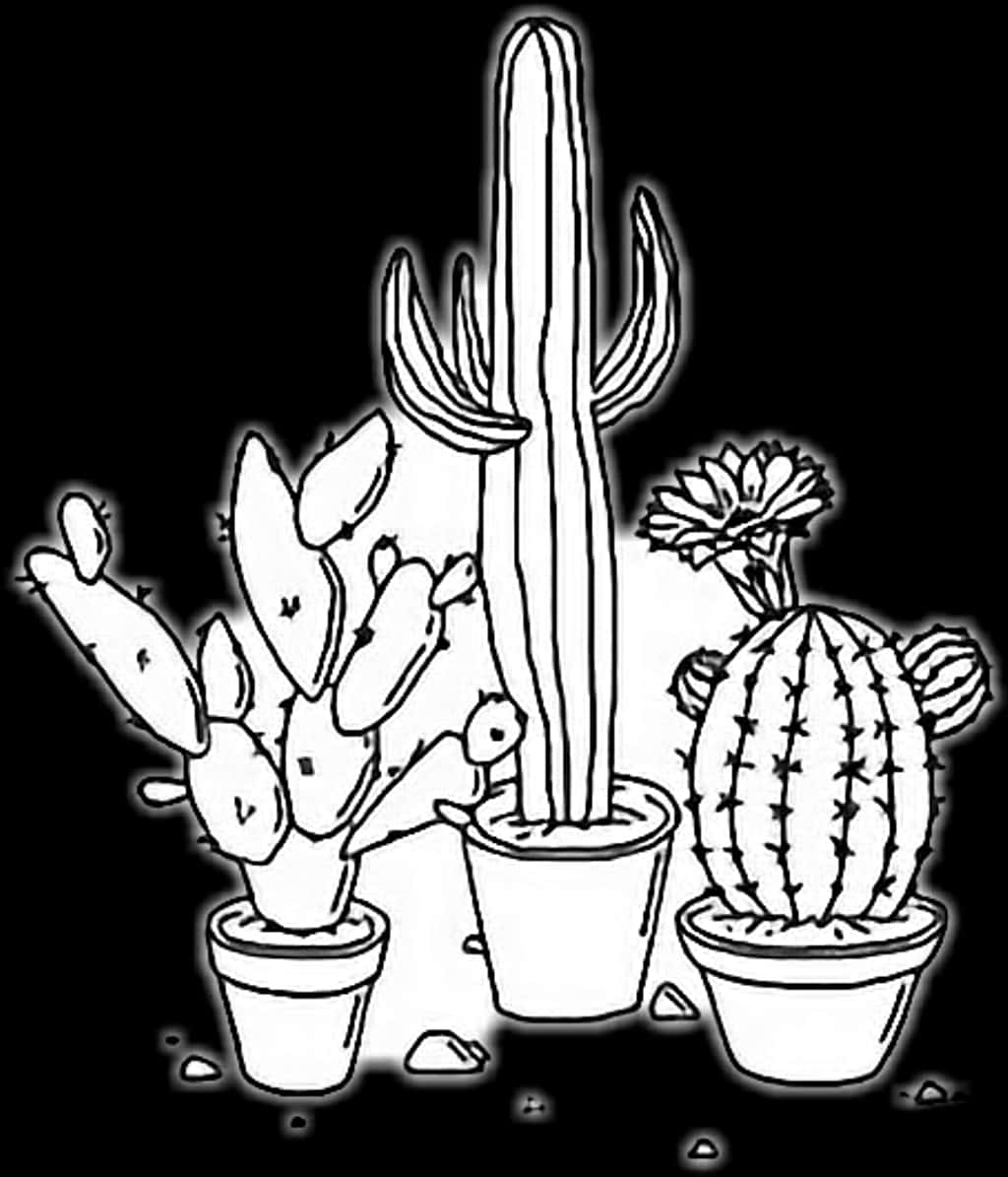 A Group Of Cactus In Pots PNG