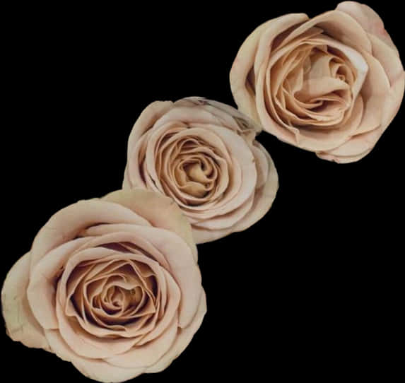 A Group Of Roses On A Black Background