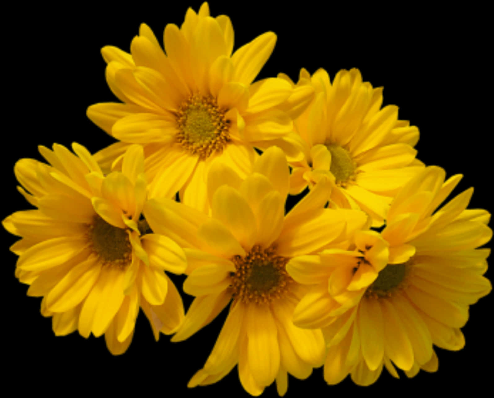 A Group Of Yellow Flowers PNG