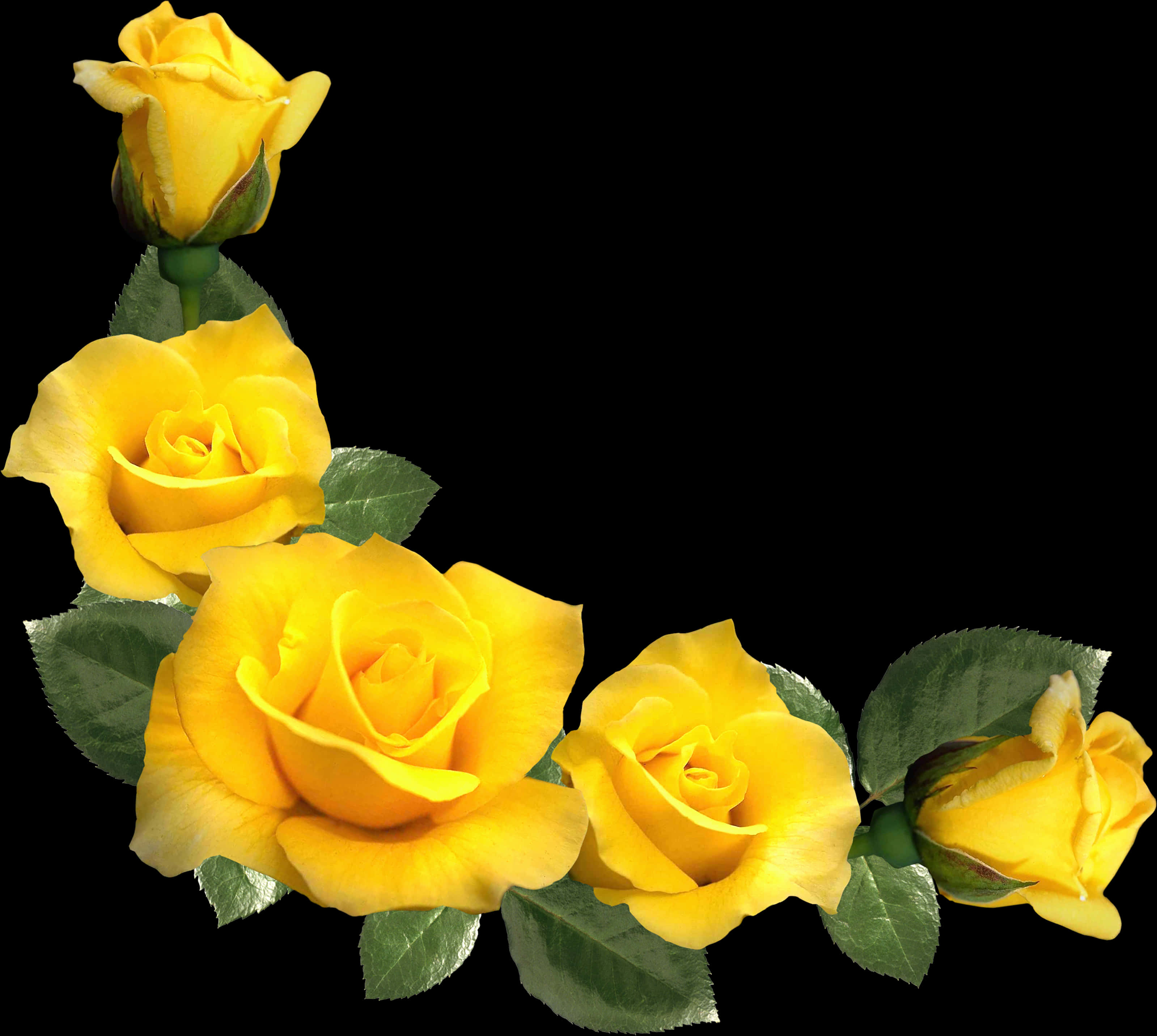 A Group Of Yellow Roses PNG