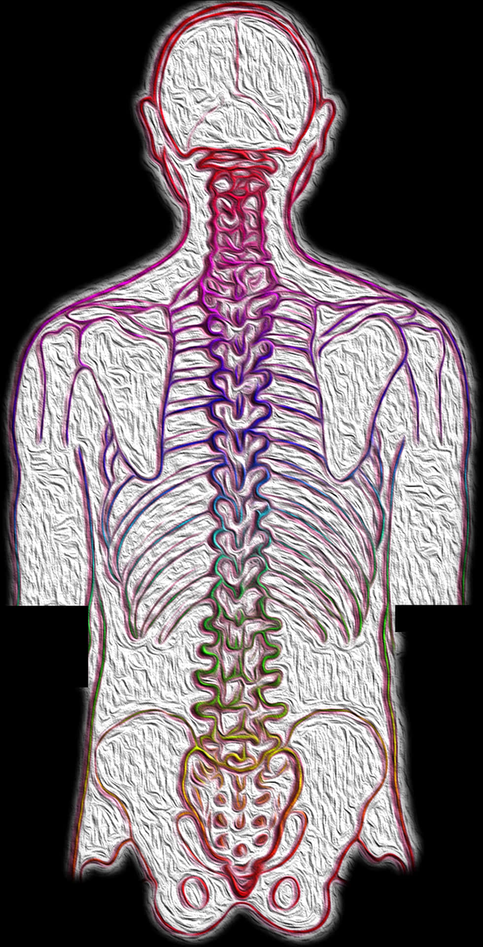 A Human Skeleton With Red And Blue Lines PNG