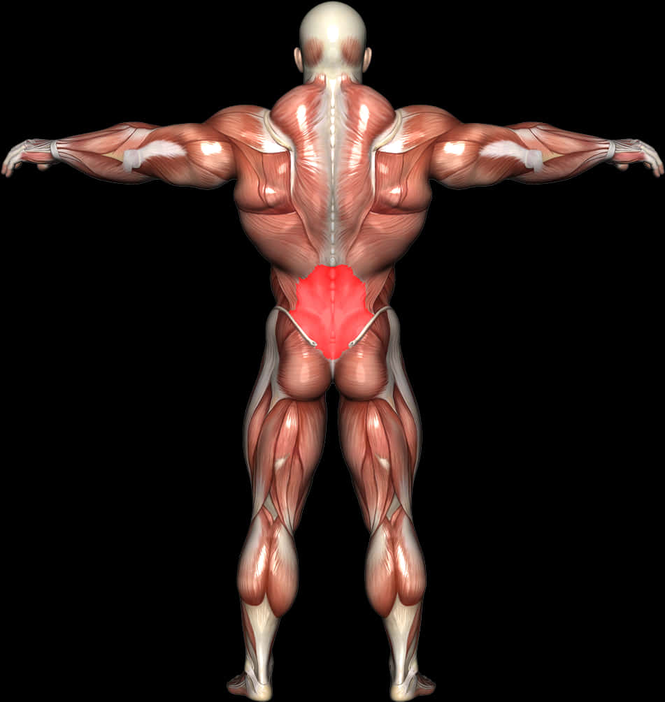 A Man With Muscles And A Black Background PNG