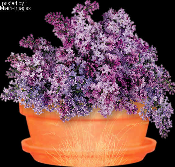 A Potted Plant With Purple Flowers PNG
