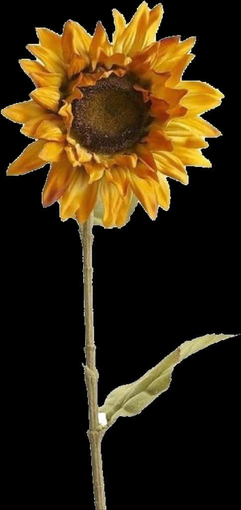 A Sunflower With A Black Background PNG