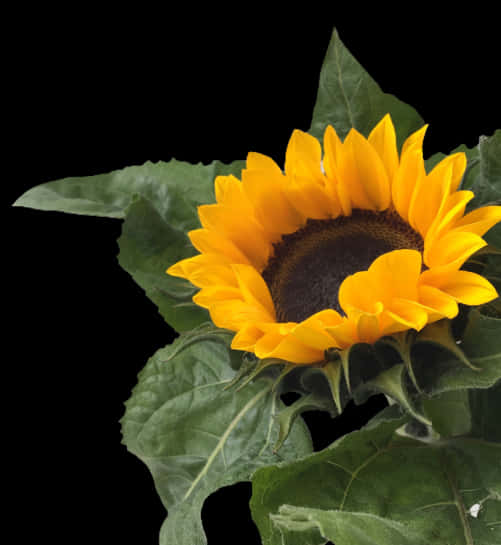 A Sunflower With Leaves On A Black Background PNG