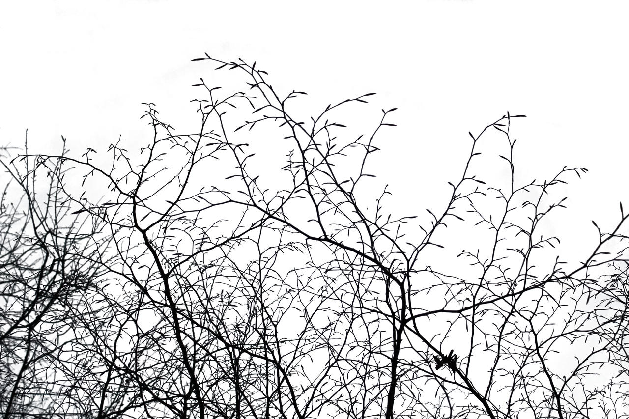 A Tree Branches At Night PNG