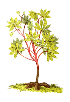 A Tree With Green Leaves And Roots PNG