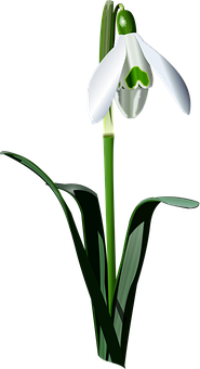 A White Flower With Green Leaves PNG