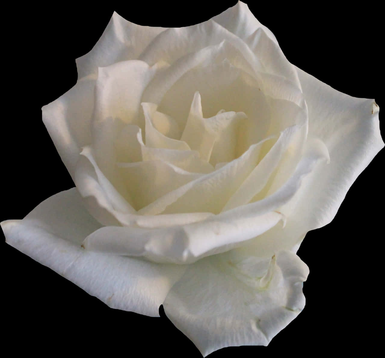 A White Rose On A Black Background PNG