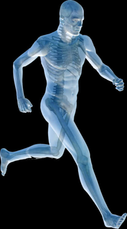 A X-ray Of A Man Running PNG