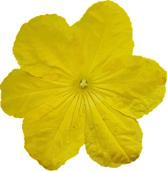 A Yellow Flower With A Black Background PNG