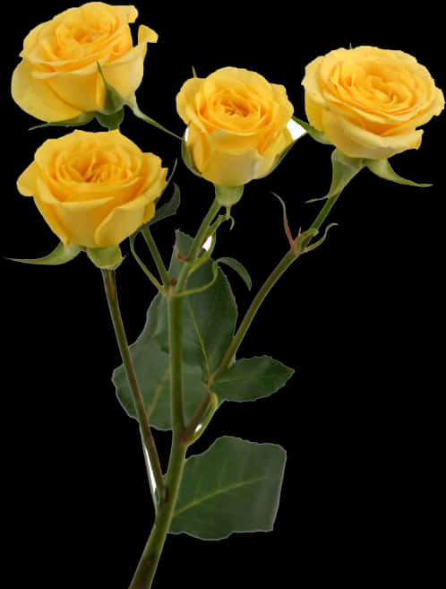 A Yellow Roses With Green Leaves PNG